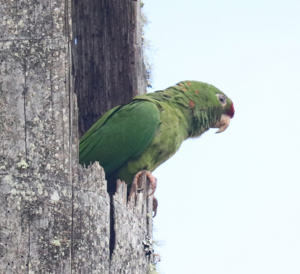 Scarlet-fronted Parakeet - ML656158632