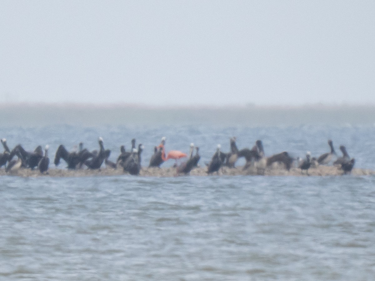 American Flamingo - ML656159645
