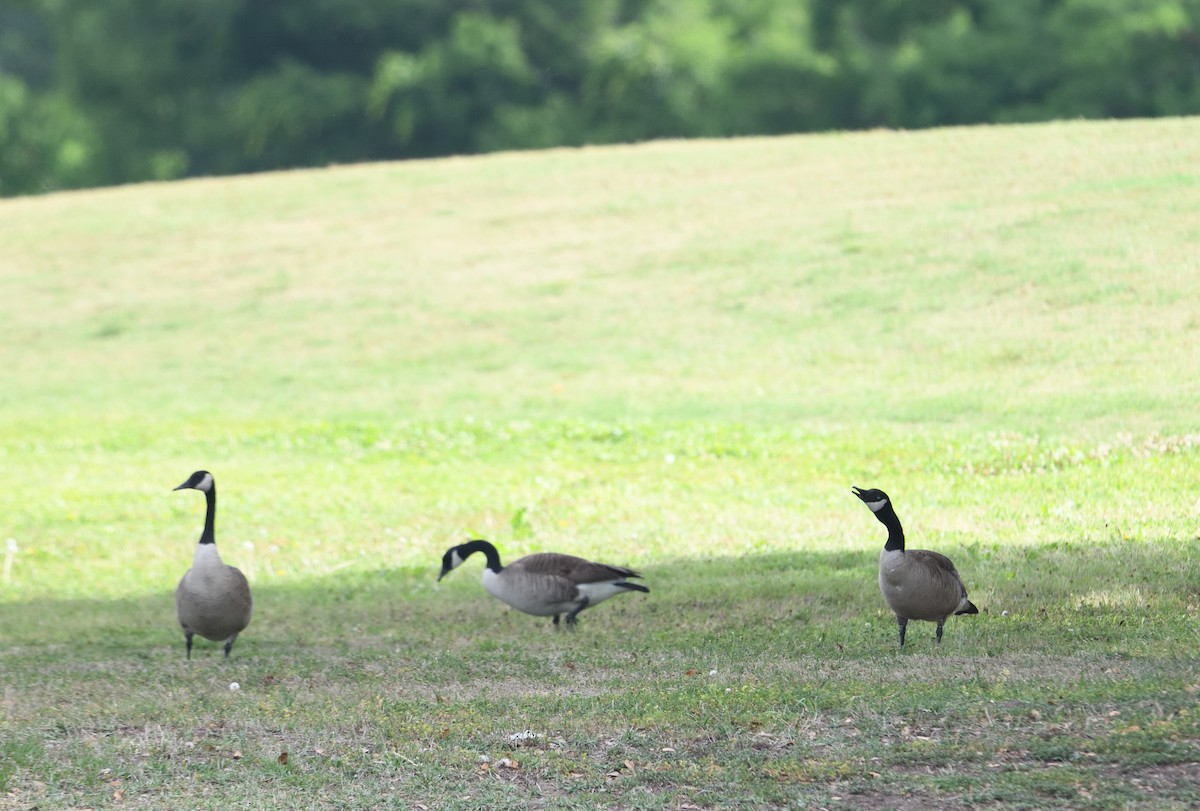 Branta kanadar handia - ML656160535