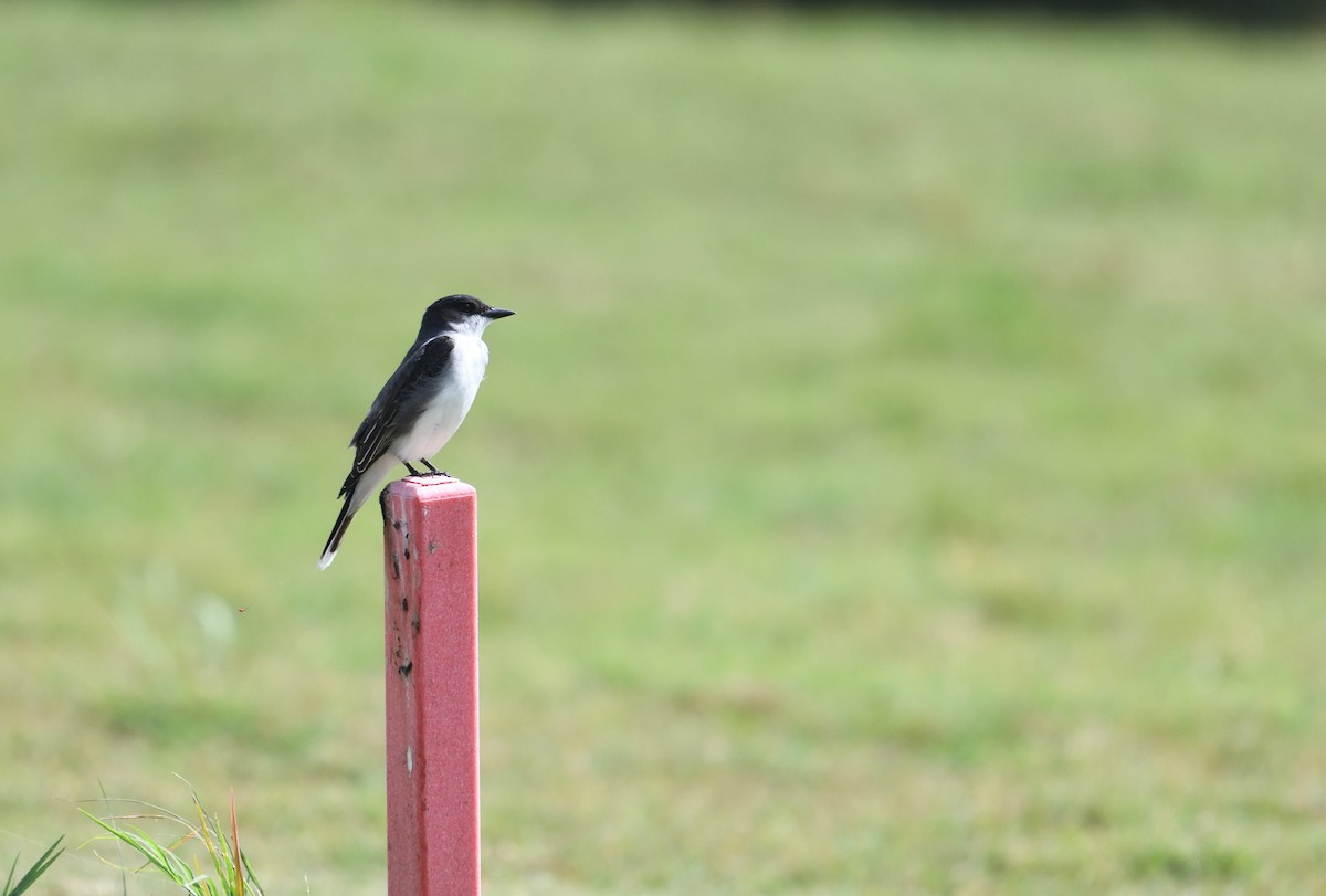 Eastern Kingbird - ML656160606