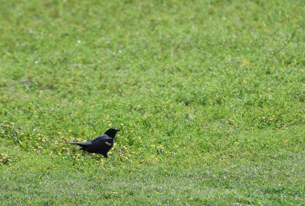 Red-winged Blackbird - ML656160614