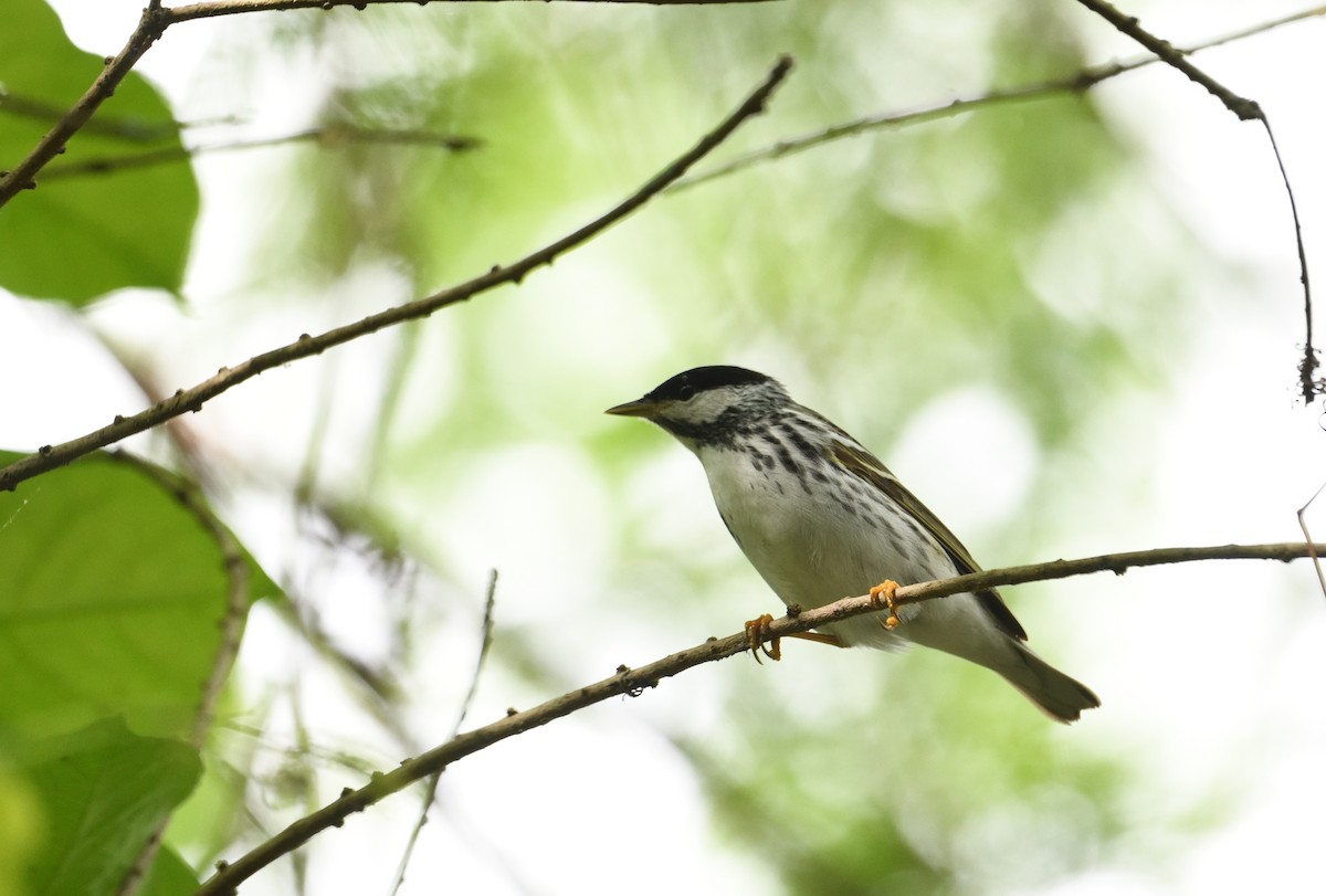 Blackpoll Warbler - ML656160871