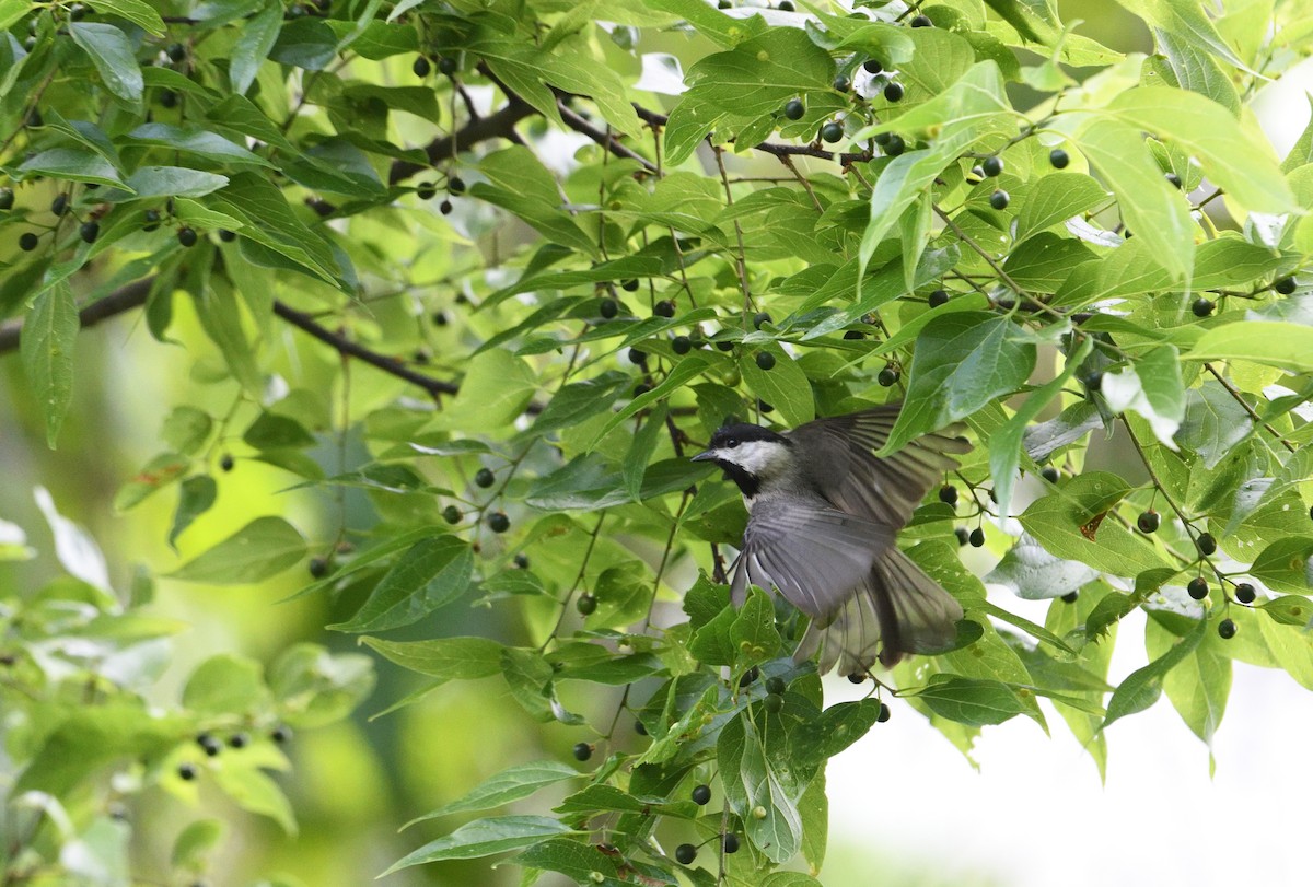 Carolina Chickadee - ML656161101