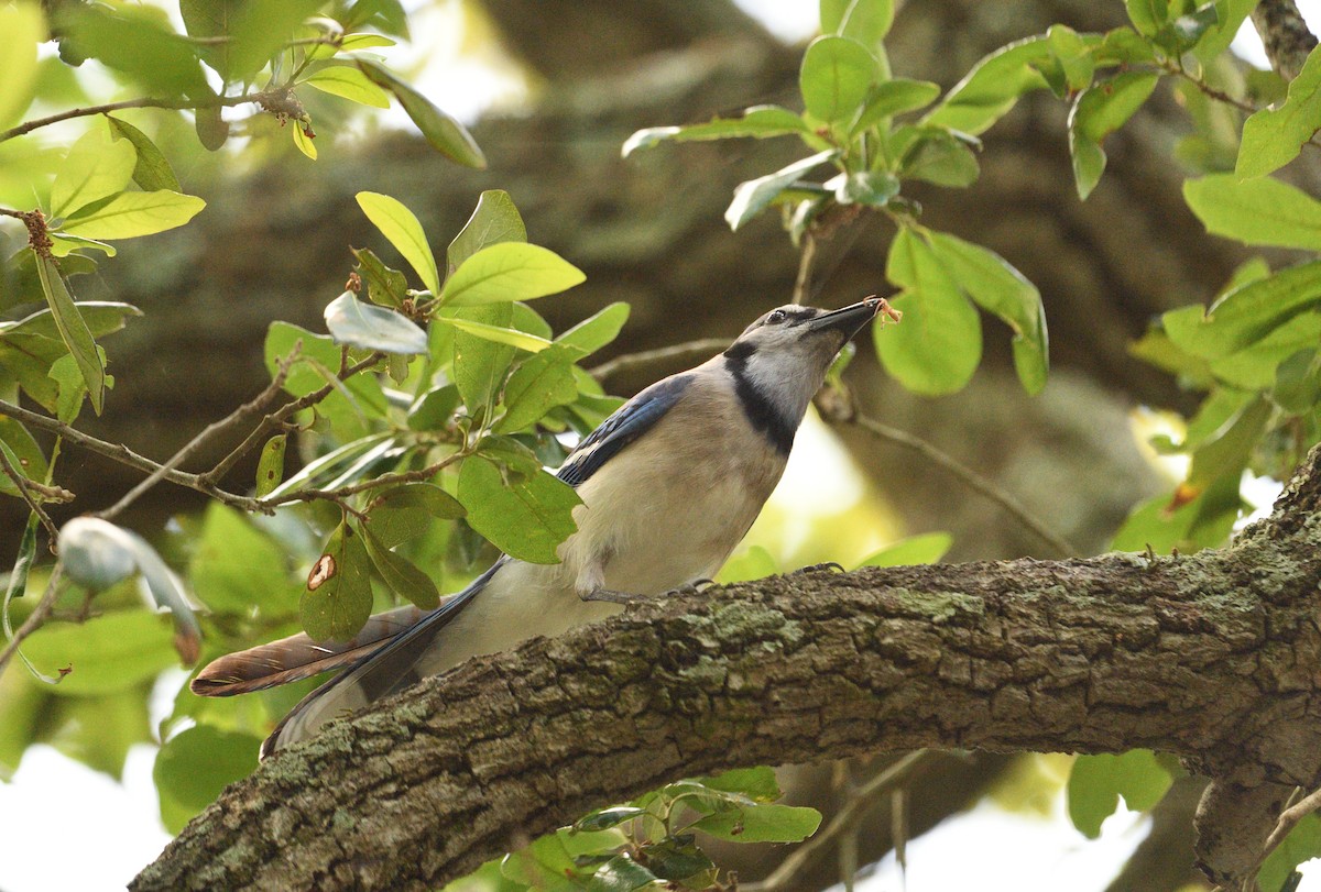 Blue Jay - ML656161187