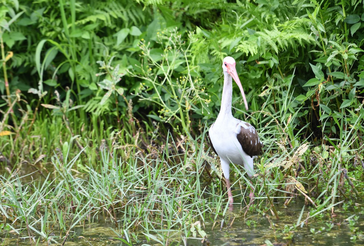 Ibis zuria - ML656161192