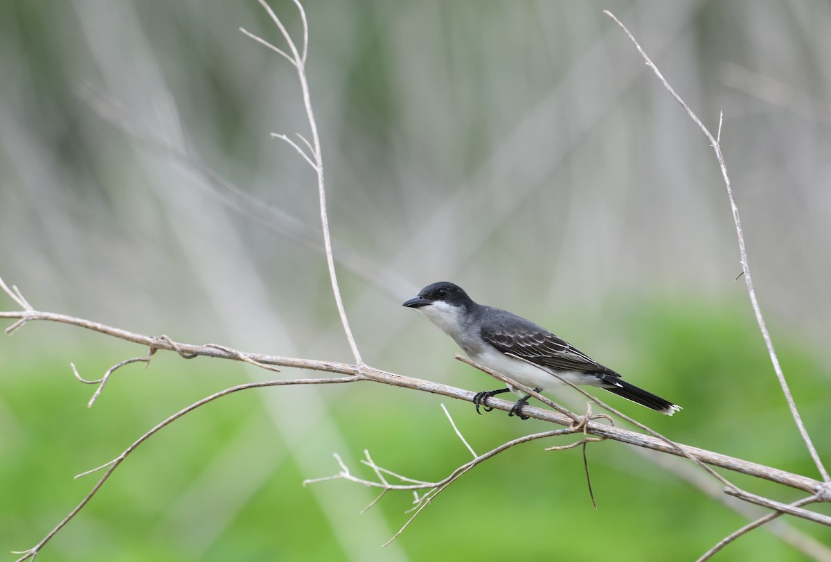 Eastern Kingbird - ML656161201