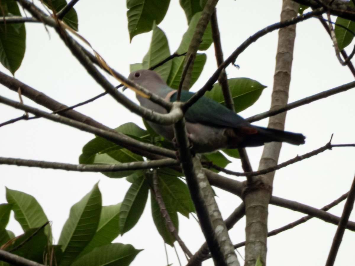 Green Imperial-Pigeon (Green) - ML656161320