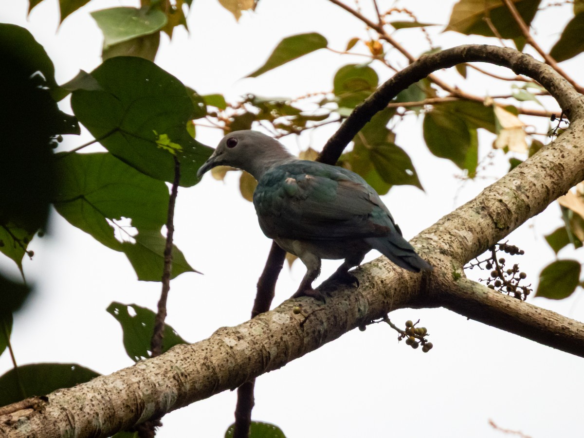 Green Imperial-Pigeon (Green) - ML656161520