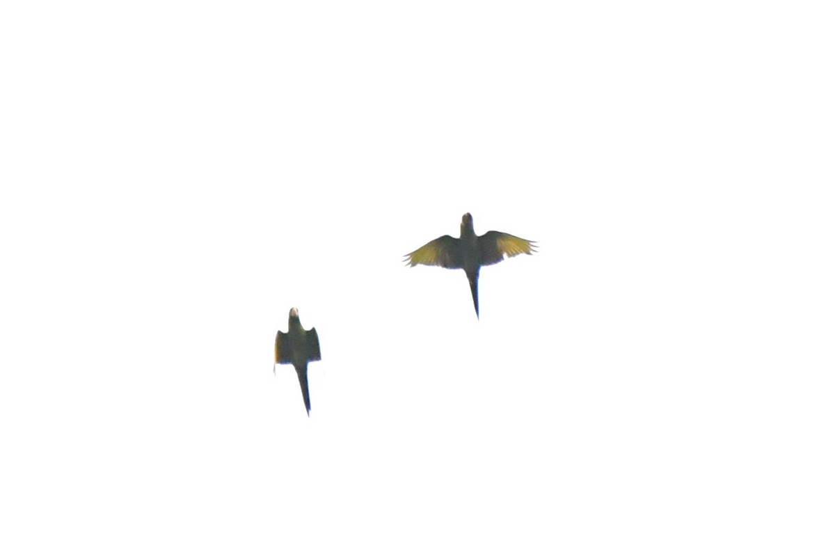 Scarlet-fronted Parakeet - ML656162821
