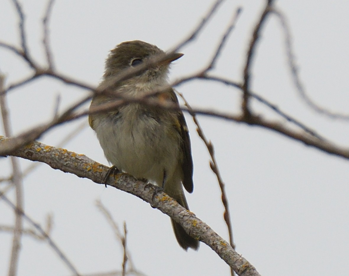 Least Flycatcher - ML65616341