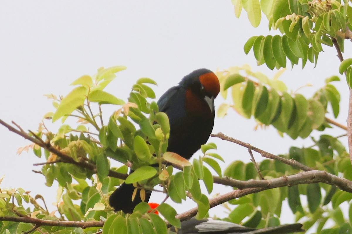 Chestnut-capped Blackbird - ML656164250