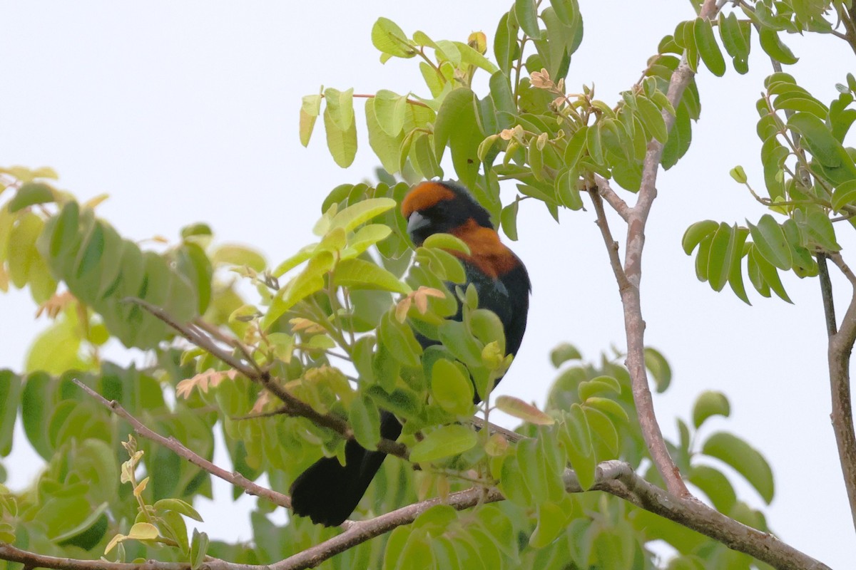 Chestnut-capped Blackbird - ML656164251