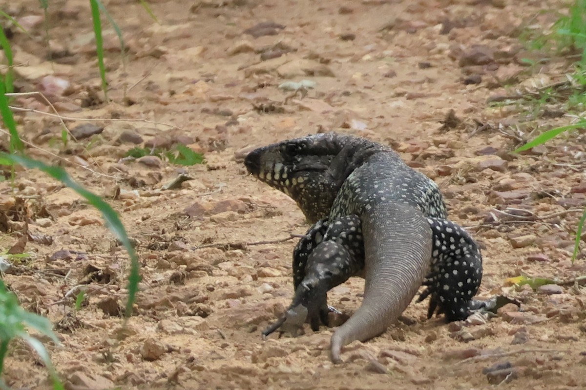 Argentine Black-and-white Tegu - ML656165135