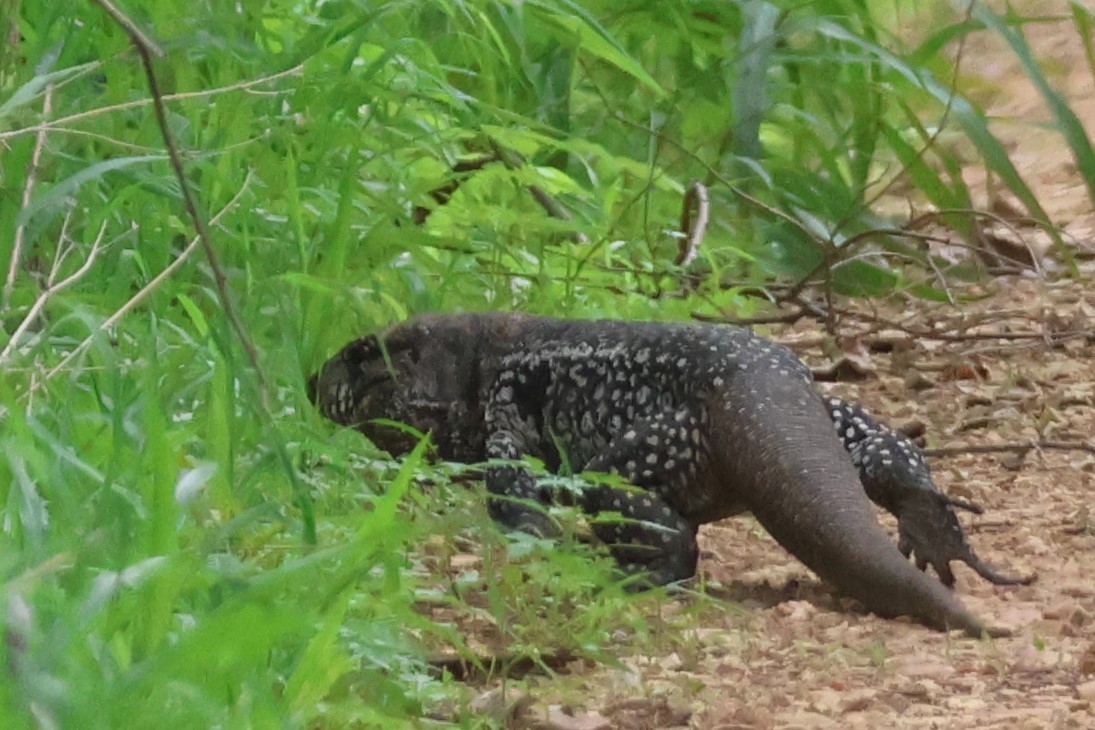 Argentine Black-and-white Tegu - ML656165136