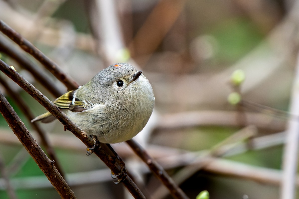 ML656165770 - Ruby-crowned Kinglet - Macaulay Library
