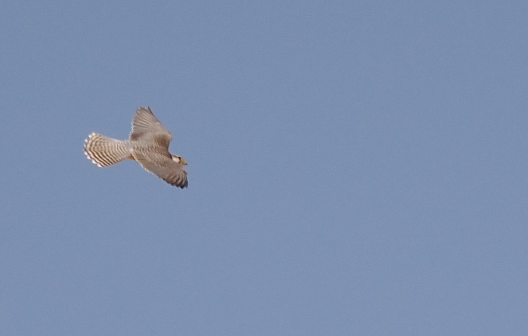 Lanner Falcon - ML656166134