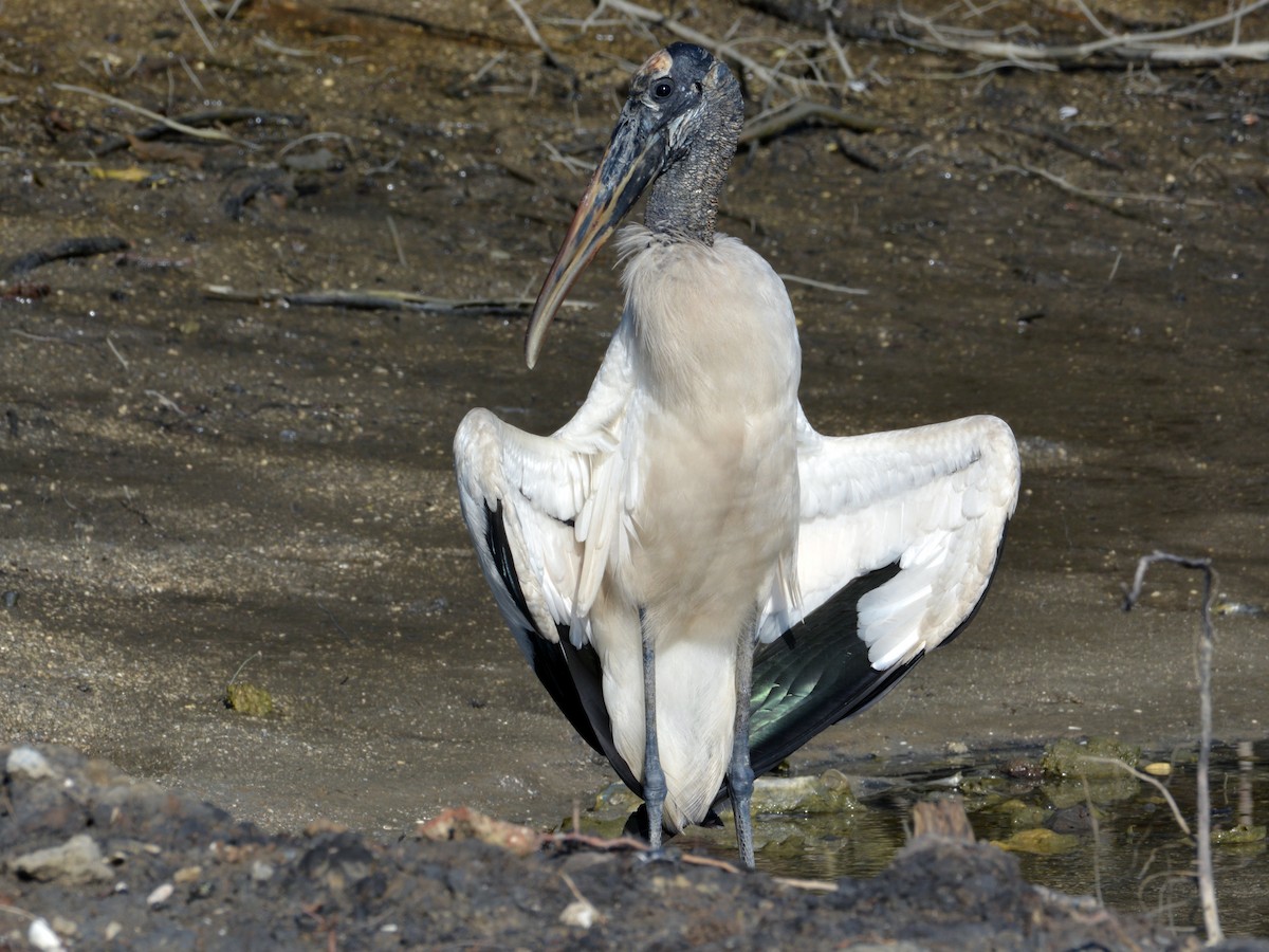 Adult