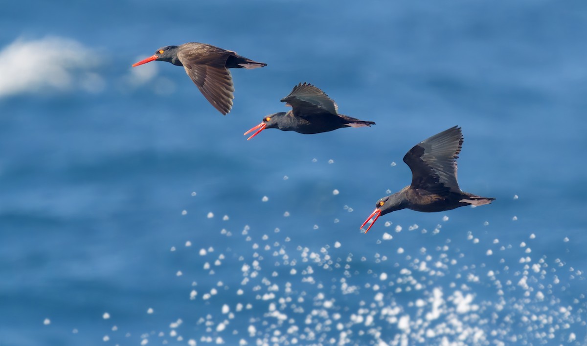 Black Oystercatcher - ML656169740