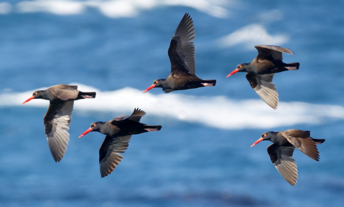 Black Oystercatcher - ML656169741