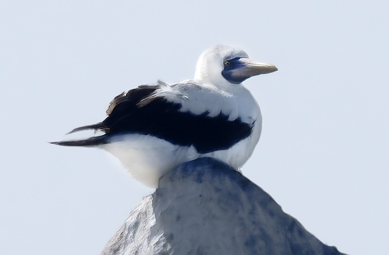 Nazca Booby - ML656169760