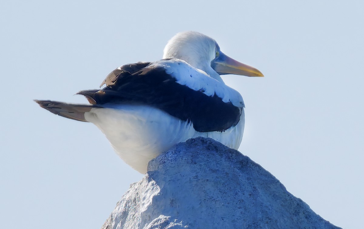 Nazca Booby - ML656169761