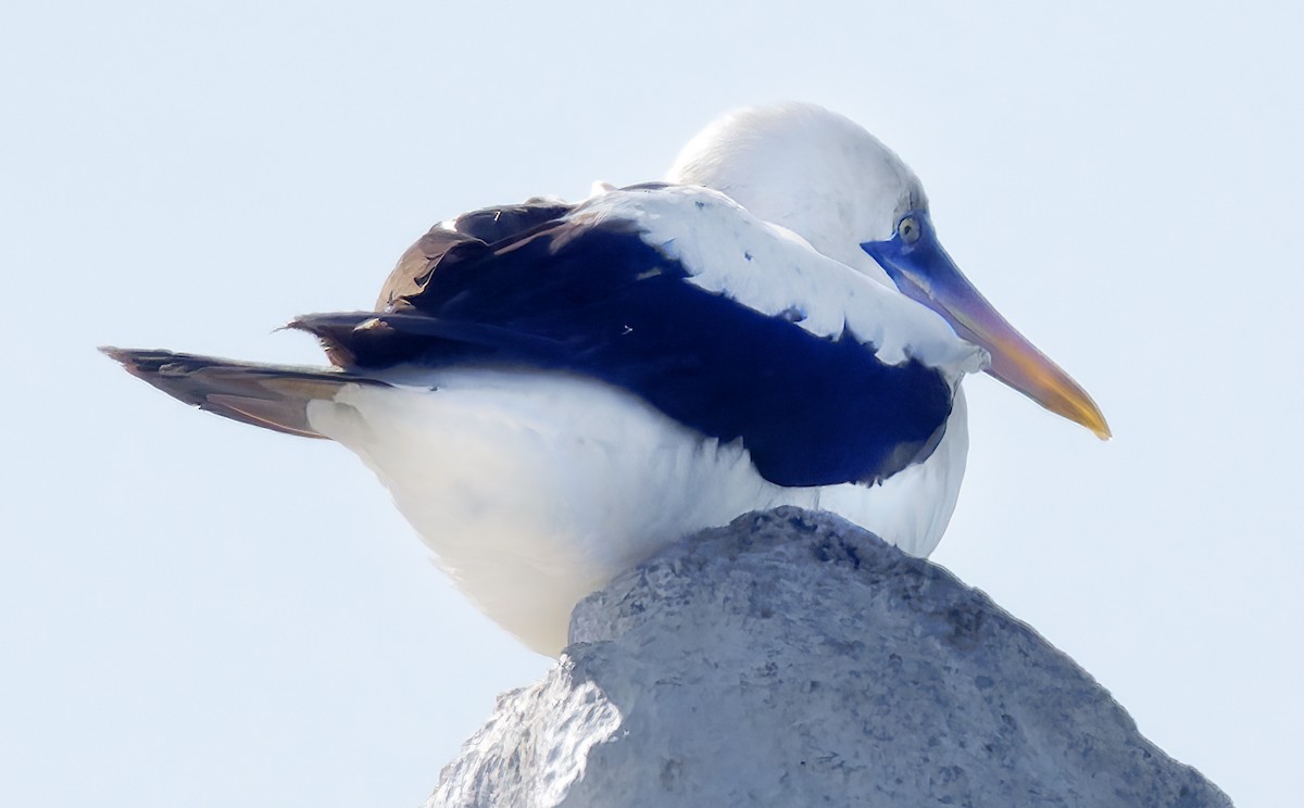 Nazca Booby - ML656169762