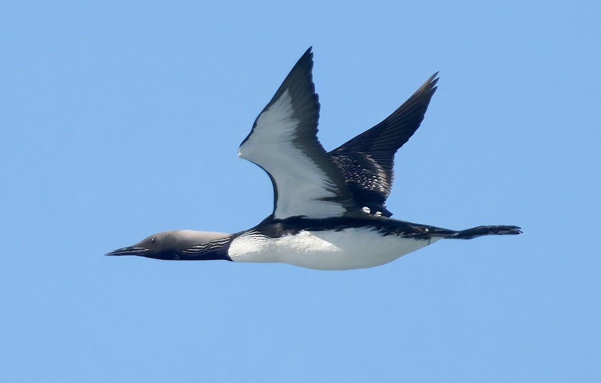 Pacific Loon - ML656169797