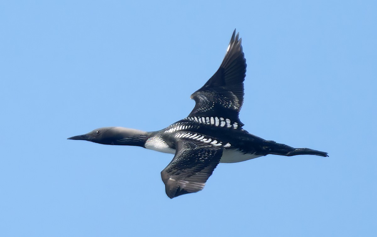 Pacific Loon - ML656169798