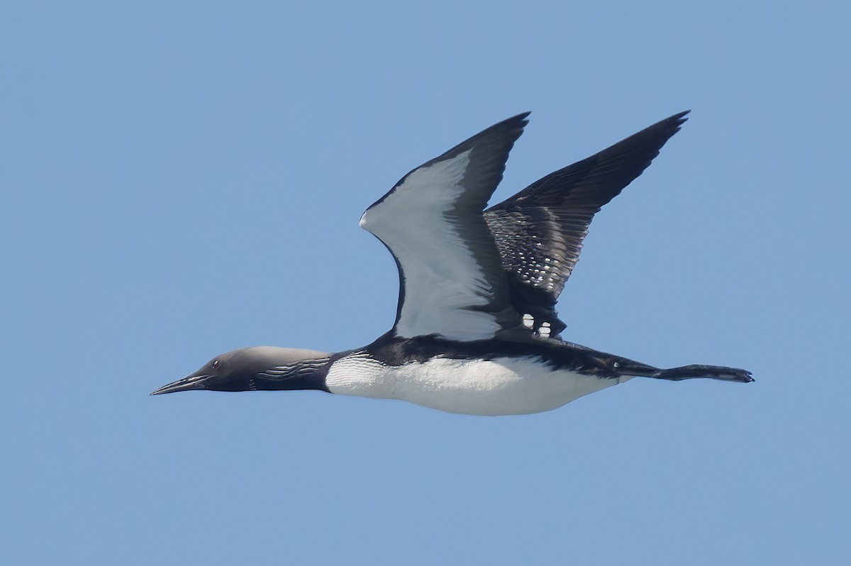 Pacific Loon - ML656169807