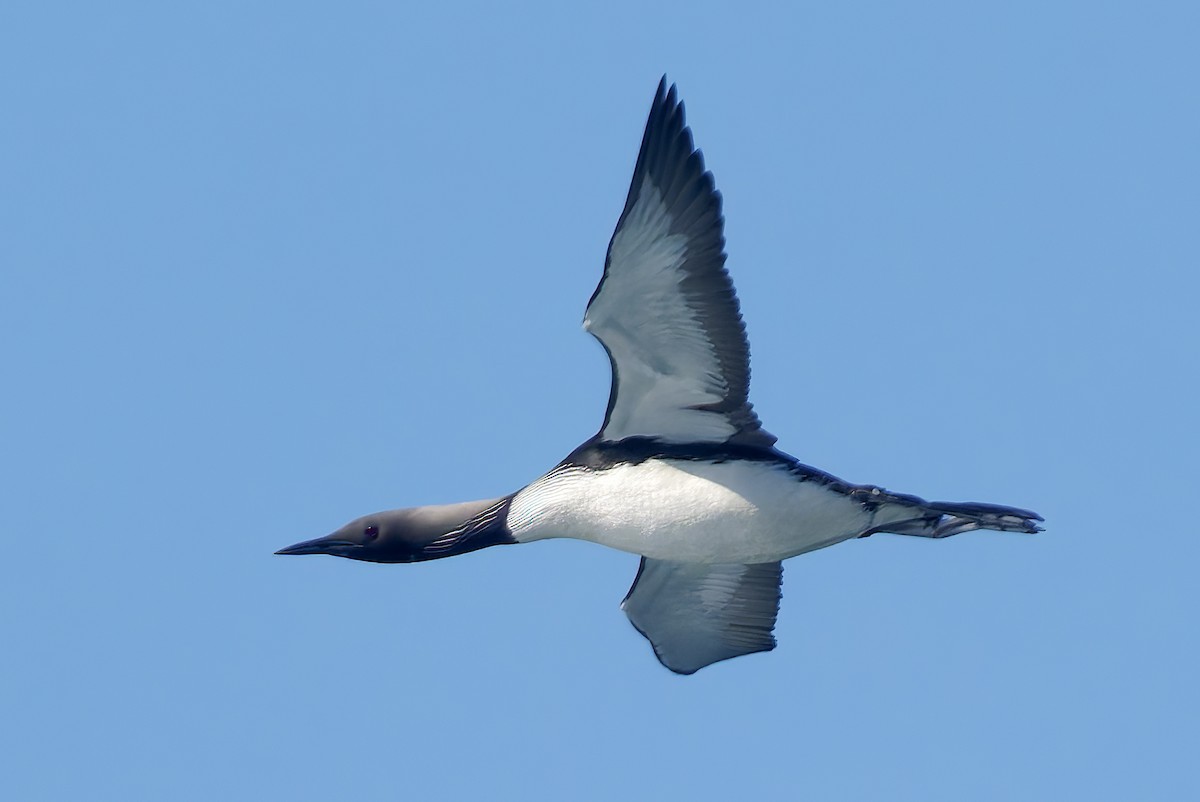 Pacific Loon - ML656169808