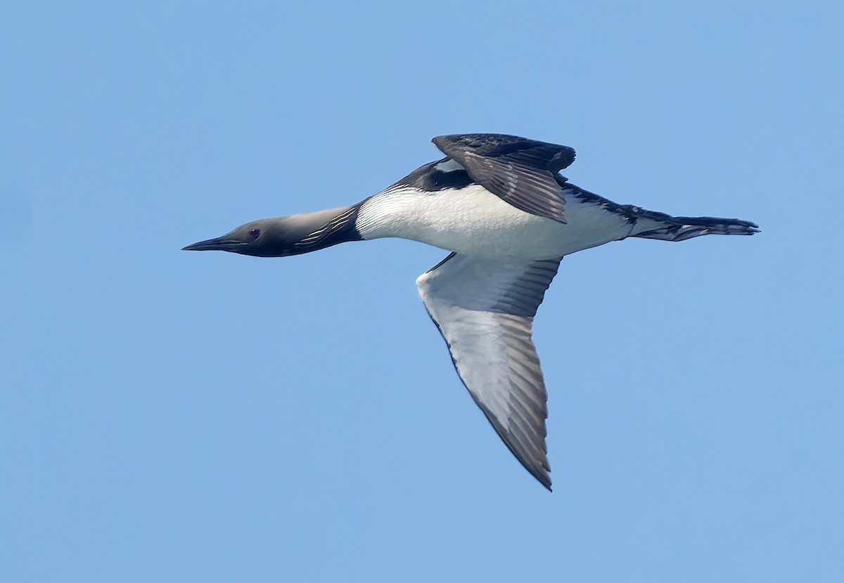 Pacific Loon - ML656169818