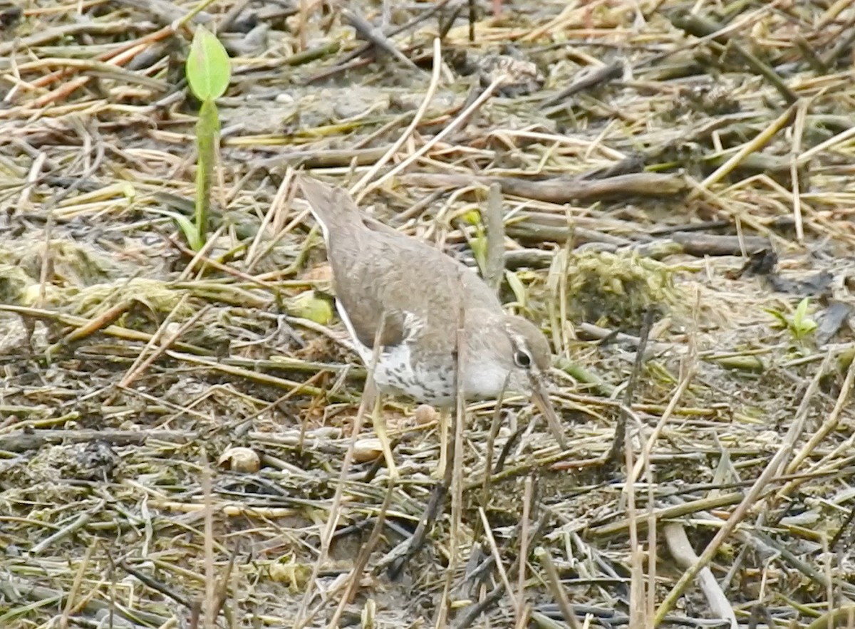 Spotted Sandpiper - Van Remsen