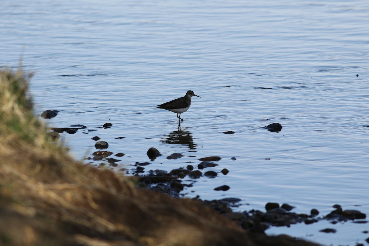 eBird Checklist - 29 Apr 2026 - Reshaw Park - 28 species