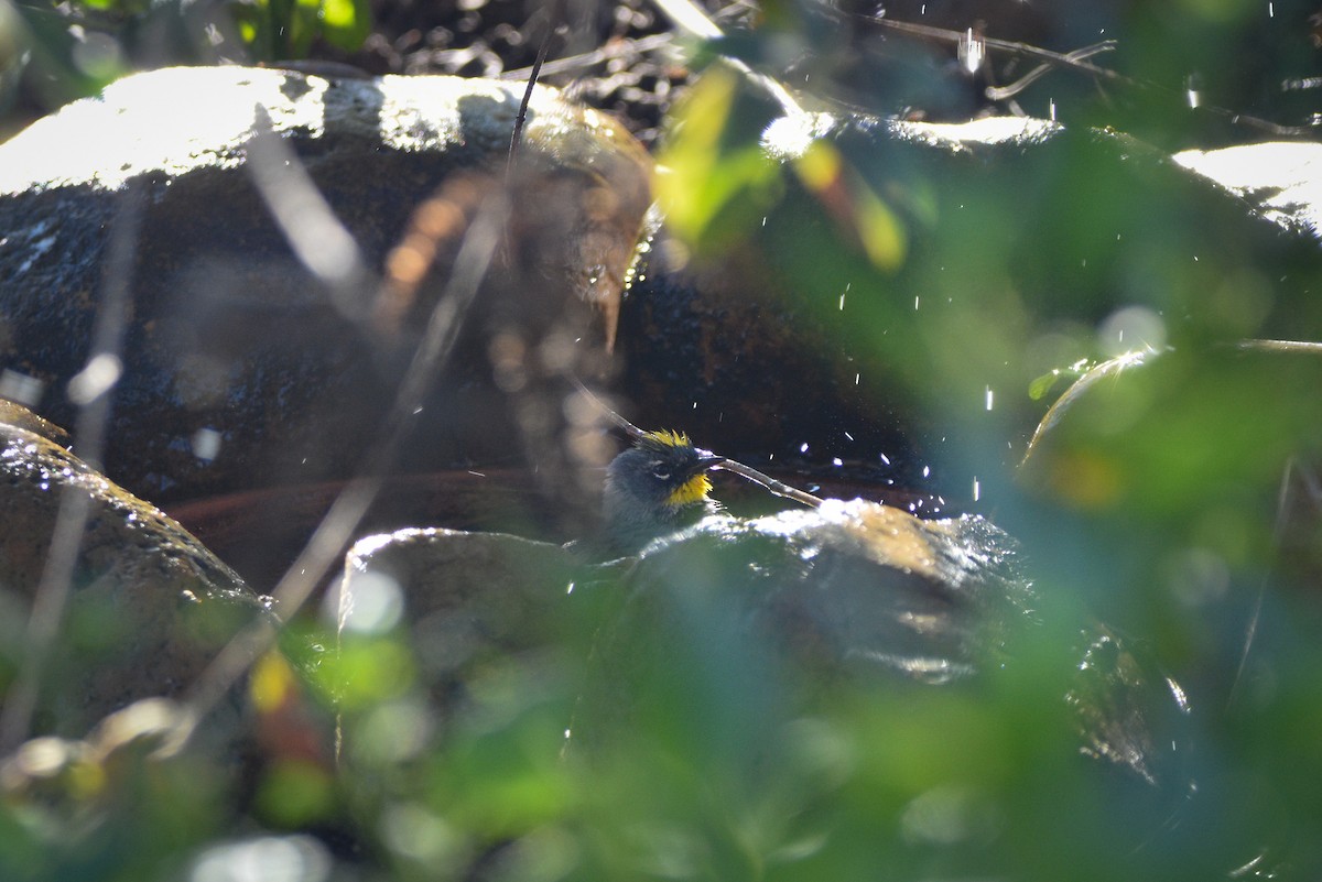 Yellow-rumped Warbler - ML656176497