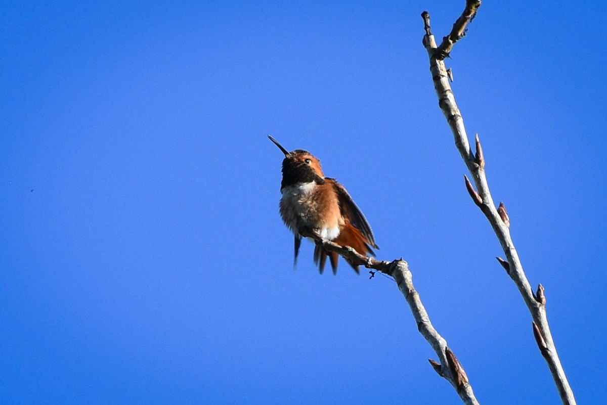 Allen's Hummingbird - ML656176501