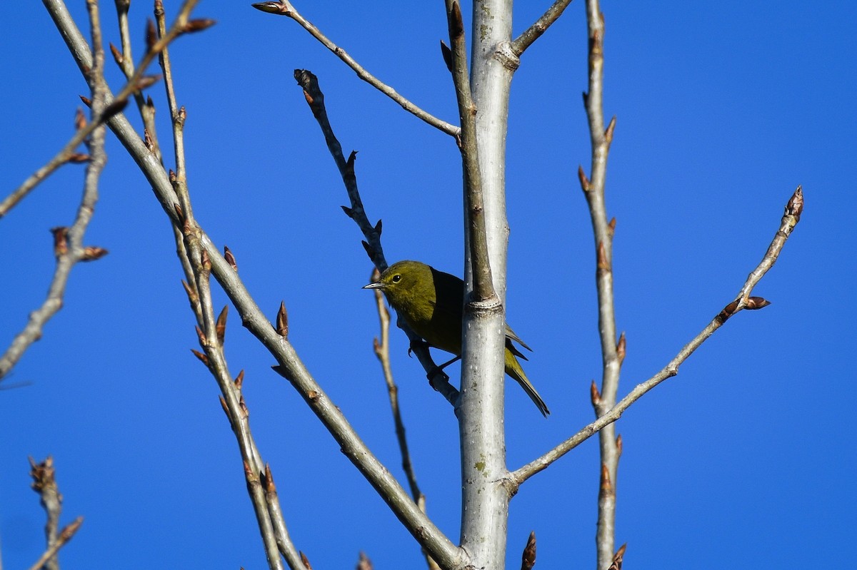 Orange-crowned Warbler - ML656176502