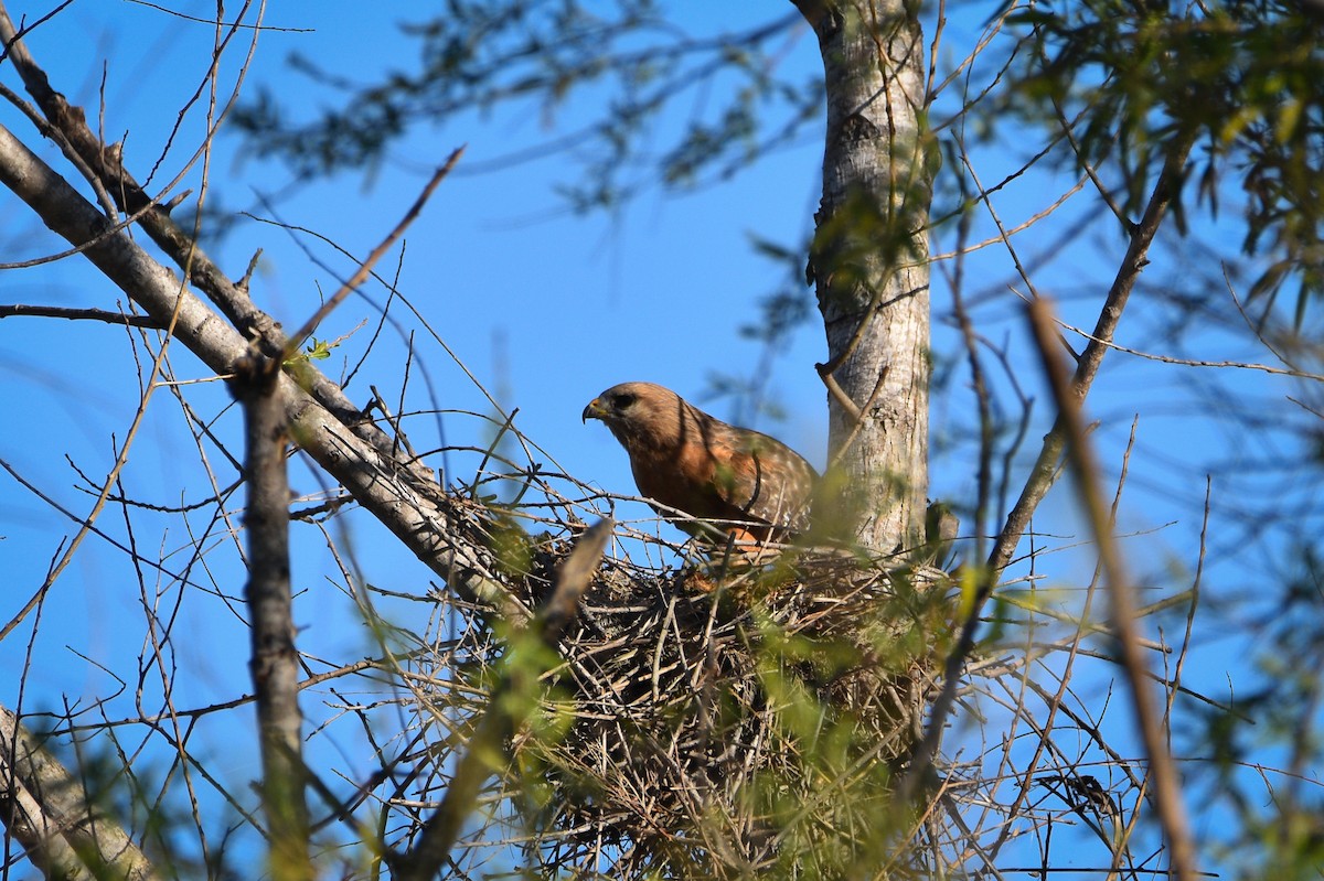 Red-shouldered Hawk - ML656176503