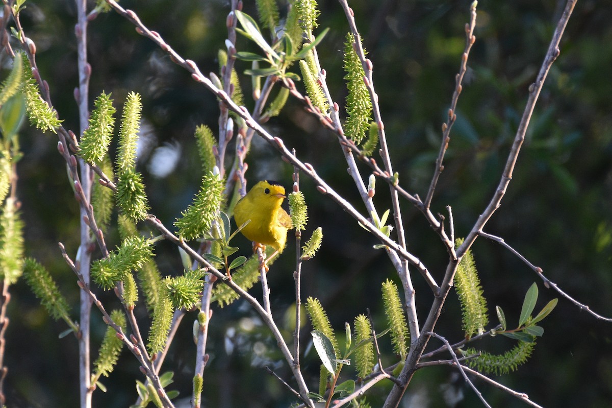 Wilson's Warbler - ML656176504