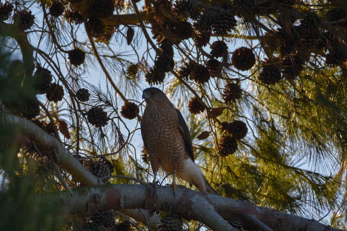 Cooper's Hawk - ML656176506