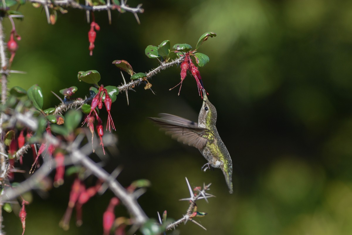 Anna's Hummingbird - ML656176510