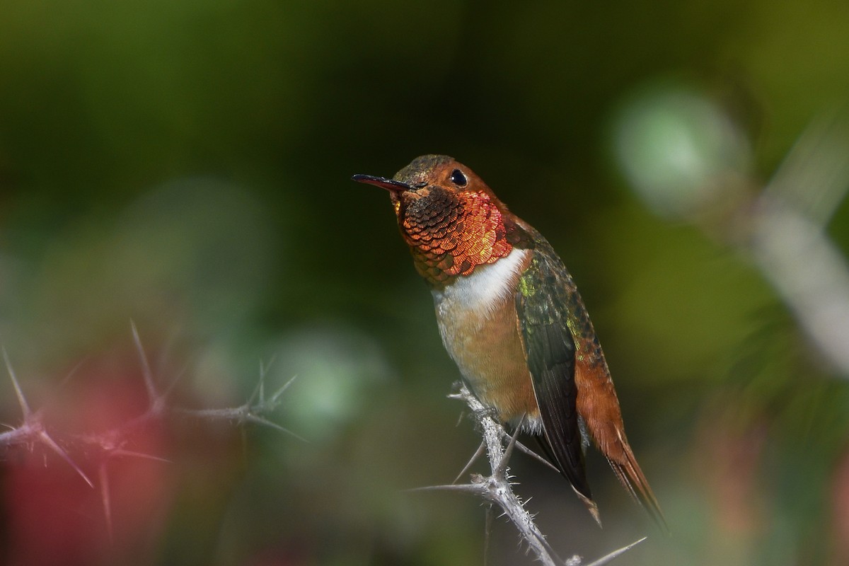 Allen's Hummingbird - ML656176511
