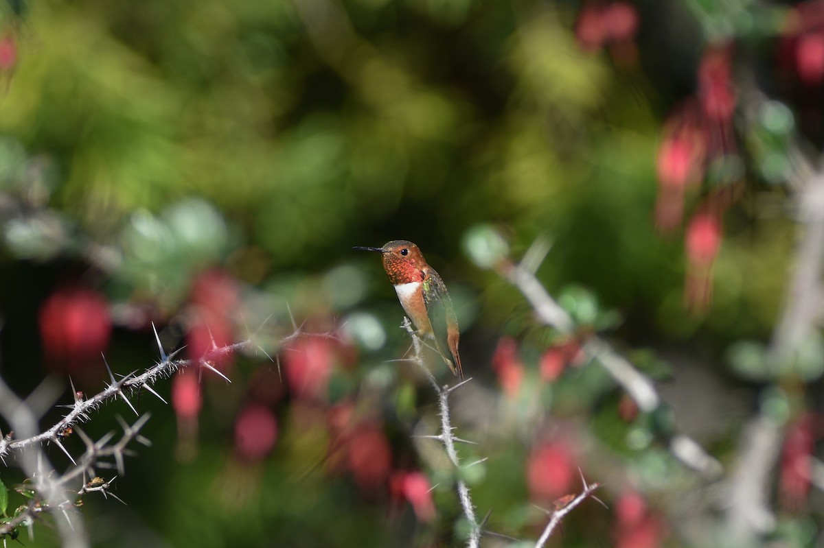 Allen's Hummingbird - ML656176513