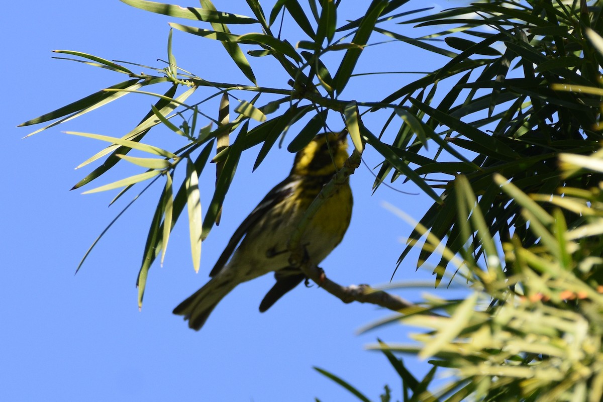 Townsend's Warbler - ML656176530