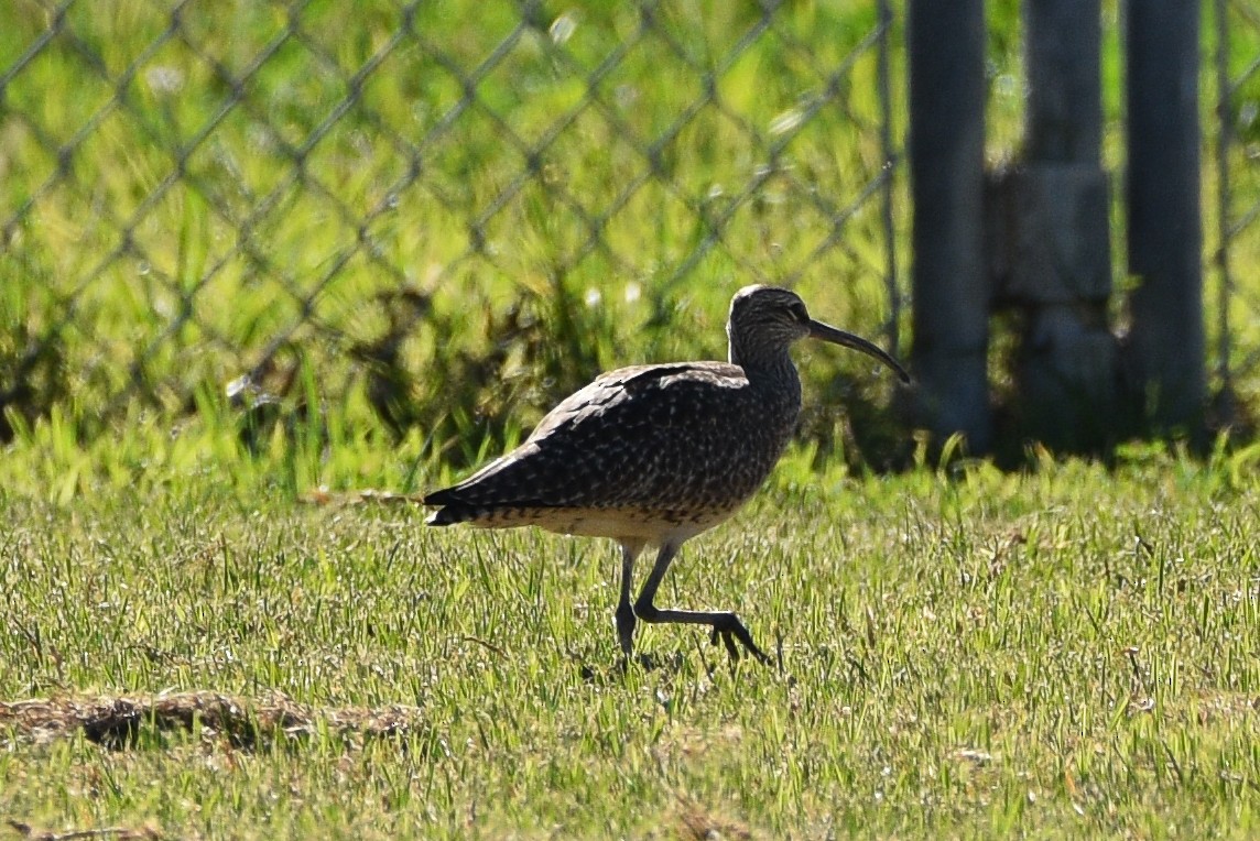 Hudsonian Whimbrel - ML656176539
