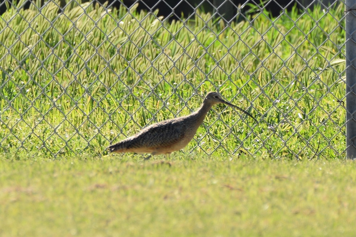 Long-billed Curlew - ML656176541