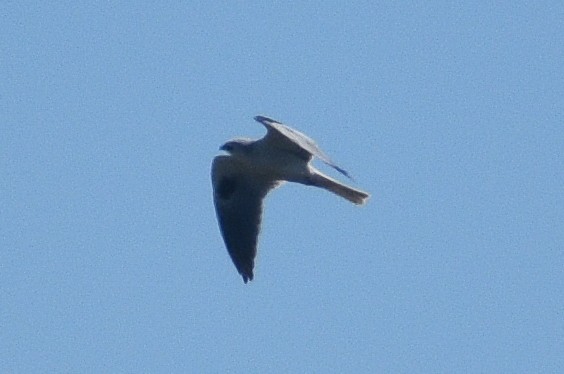 White-tailed Kite - ML656176548