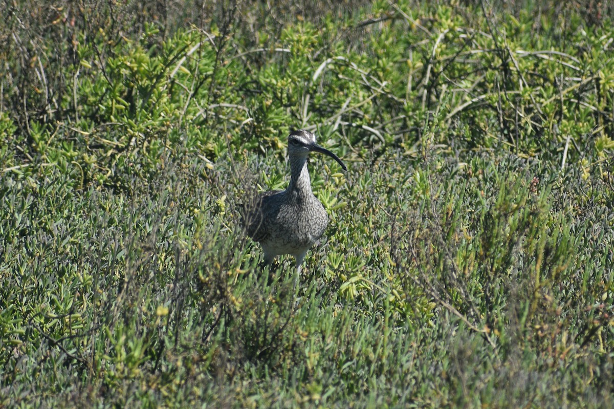 Hudsonian Whimbrel - ML656176555