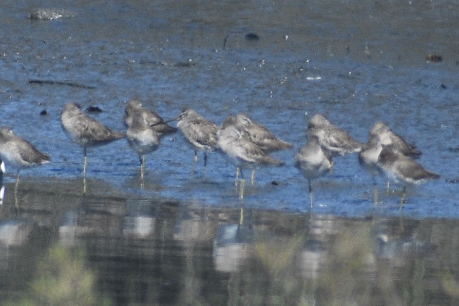 Long-billed Dowitcher - ML656176557