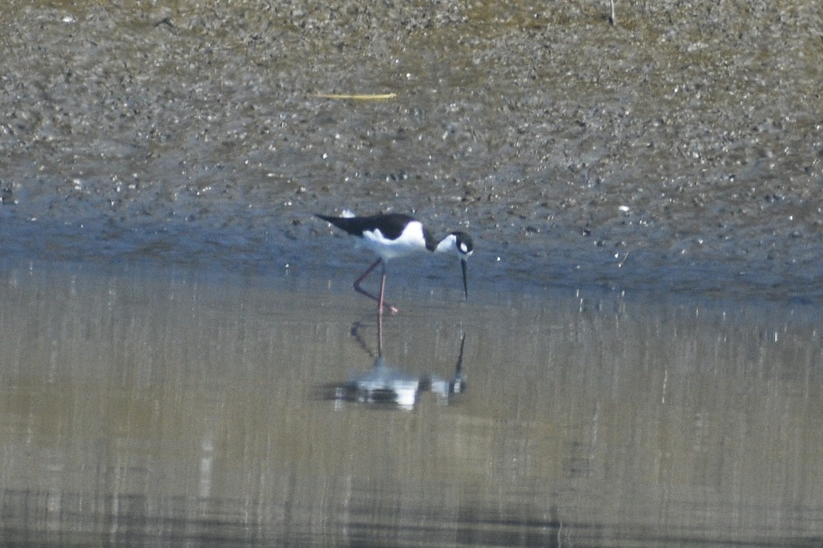 Black-necked Stilt - ML656176559
