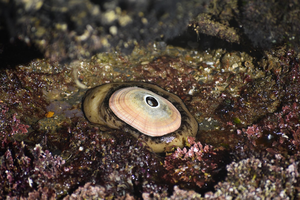 Giant Keyhole Limpet - ML656176575